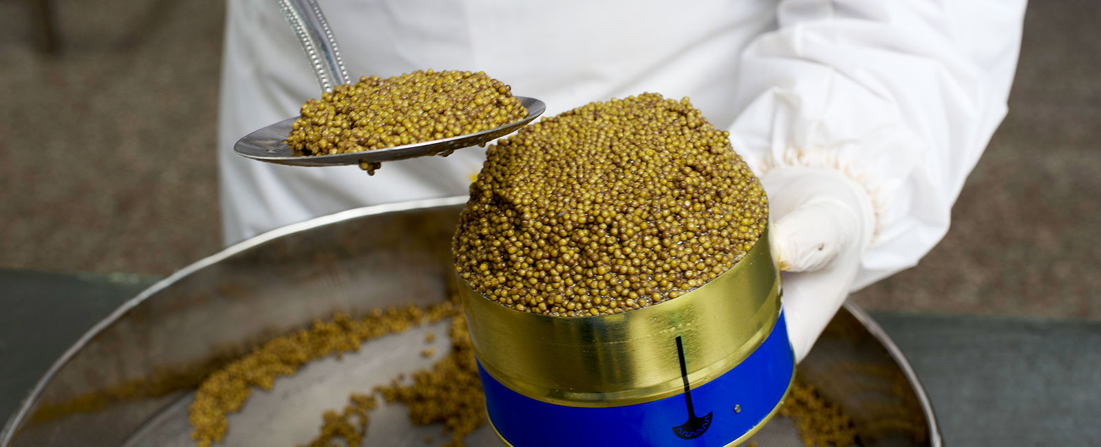 Aufbereiten des Kaviars für den Kaviar Großhandel