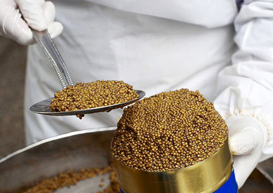 Abfüllen von Kaviar während der Produktion