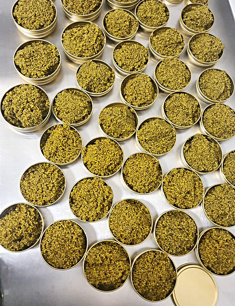 Royal Premium Gold Kaviar (Shah-Kaviar) wird in kleine Dosen umverpackt